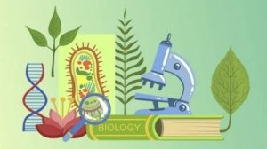 Биология 5 класс. Мхи.