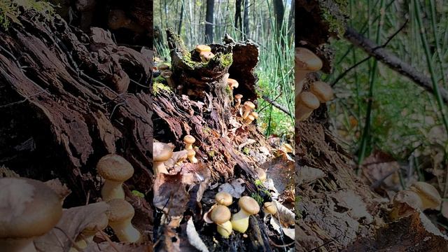 Ложные опята на пеньке