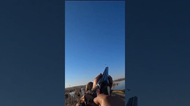 Вот это ружьё!!! ИЖ-58м - Выстрелы на 50 метров #охота смотреть онлайн