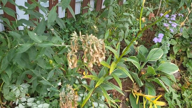 СУПЕР УРОЖАЙ ПЕРЦА! ЗАКАНЧИВАЮ ОГОРОДНЫЙ СЕЗОН! смотреть онлайн