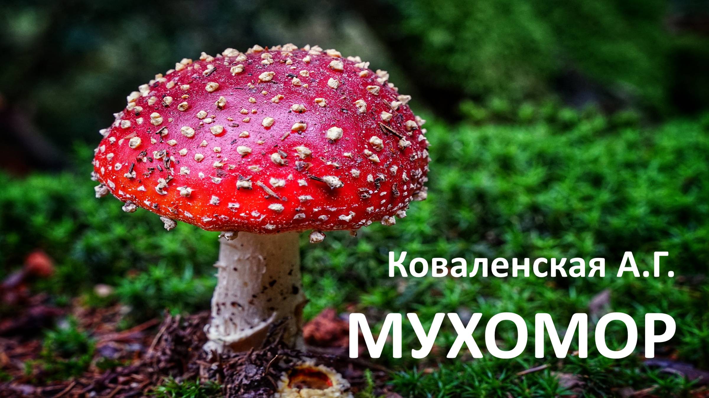 Сказка Мухомор смотреть онлайн
