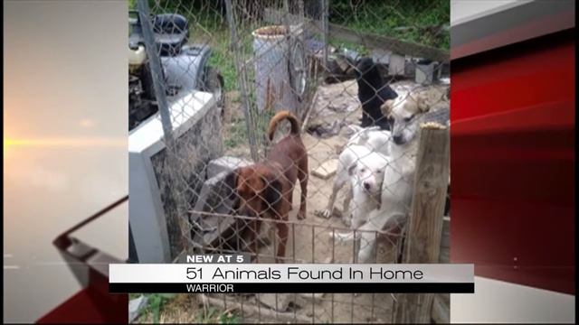 51 Animals Found in Home смотреть онлайн