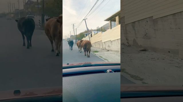 Это типичный Сочи или нет?  Коровы на дороге мешают проехать, пробка в Сочи #сочи #животные #дорога