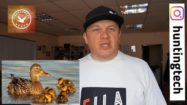 Учится ли утка и гусь? смотреть онлайн