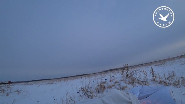 Охота на ворону с Binelli Comfort смотреть онлайн