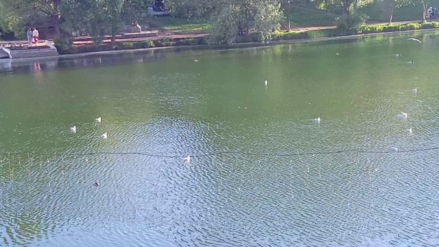 Мир большой сл. муз. Владимира Бякова исп. Е. Лобастовой Авторское видео  Клип