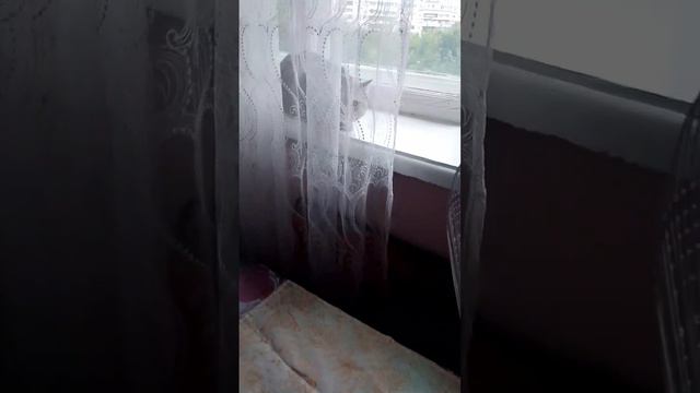 У нашей Машки стрес, ужас ,не признает меня. смотреть онлайн