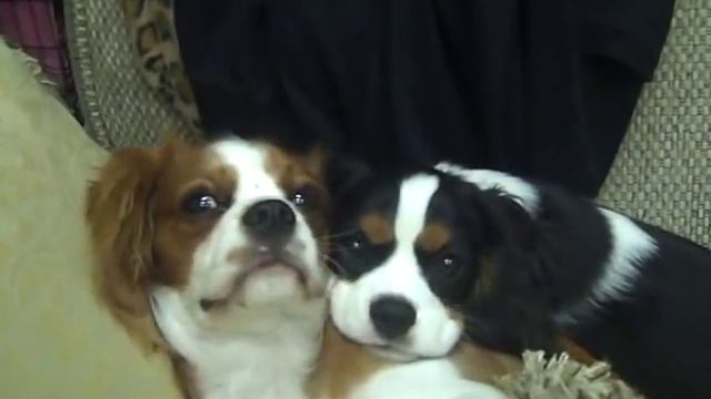 Cavalier Bliss! смотреть онлайн