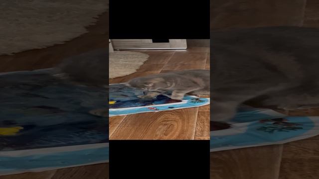 🐈 Кот смотреть онлайн