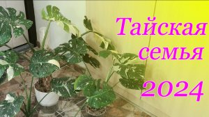 монстера Тайское созвездие 2024
