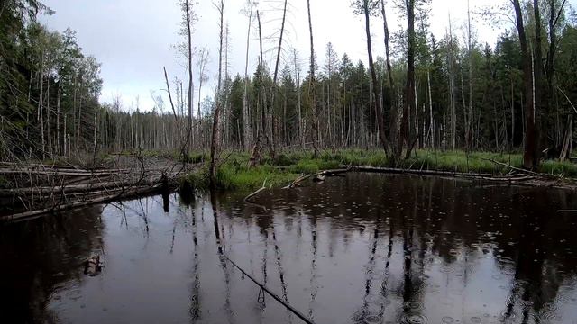Рыбалка в лесу среди бурелома. смотреть онлайн