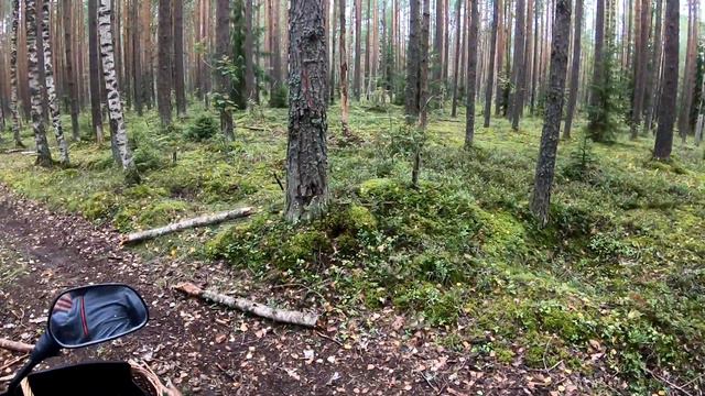 Поход за грибами на мотоцикле. Мотогрибалка. Тихая охота на грибы. Просто отдых в лесу. смотреть онлайн