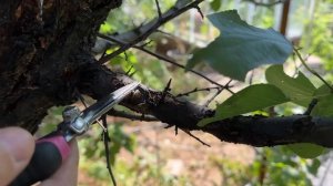 Сан.Обрезка