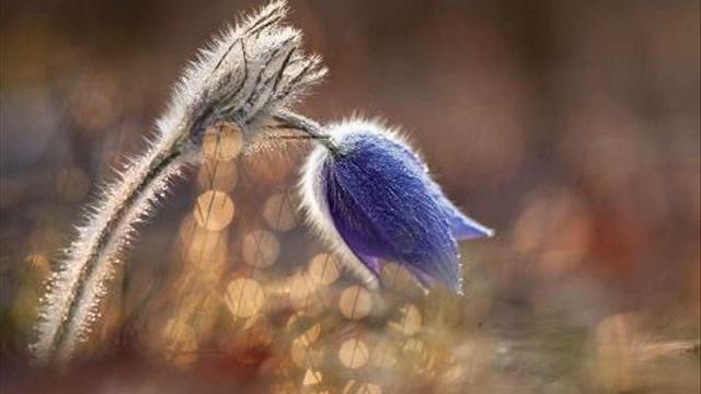 10. Голубчик - Николай и Роза Эрденко смотреть онлайн