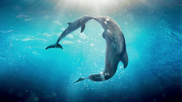 🐬 Исцеляющие звуки дельфинов - Dolphins Sounds🐬