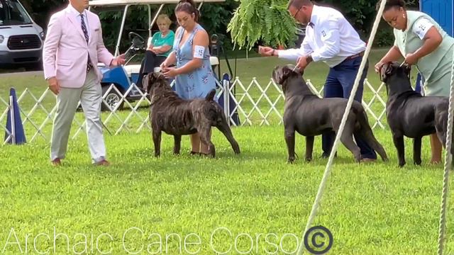 WATCH THIS!!!! DONT MISS THIS!!!!!! Madison dog show Sunday!!!!!!!! смотреть онлайн