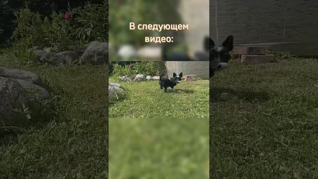 В следующем видео | #спойлер #видео смотреть онлайн