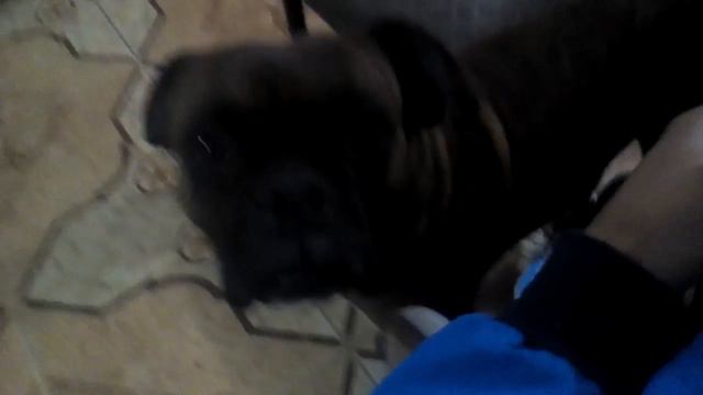 Dota смотреть онлайн