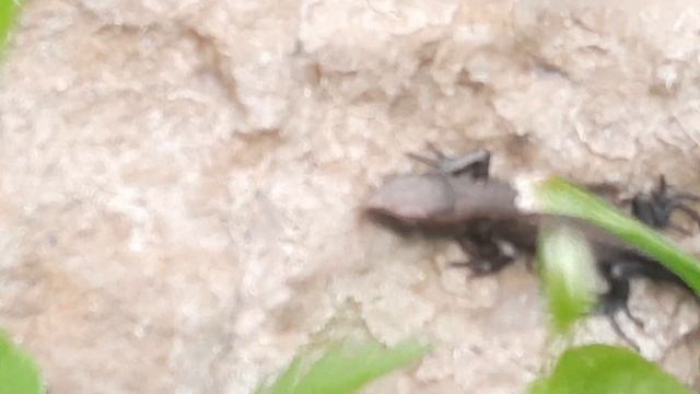 Анонс Уральский! смотреть онлайн