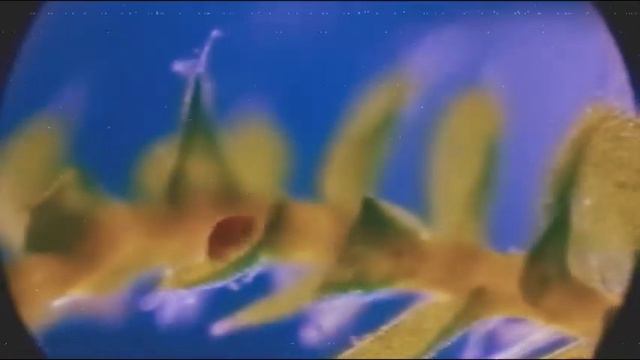 Tardigrade stan twitter смотреть онлайн