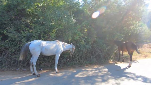 PRINCES' ISLANDS, ISTANBUL | A Day At Büyükada #1 смотреть онлайн