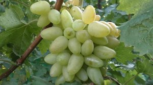 Виноград 2023. Кураж - стабильная, надежная гибридная форма.