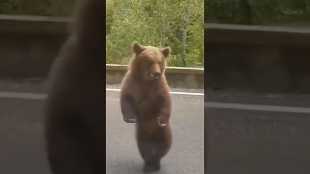 и уж эти медведи смотреть онлайн