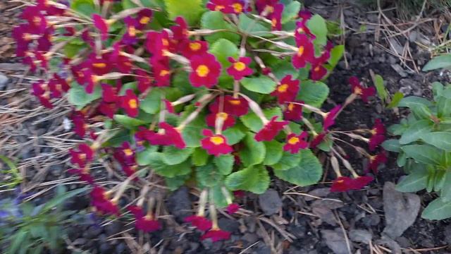 Анонс! смотреть онлайн