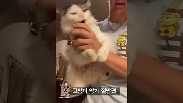 ЗАБАВНЫЕ ЖИВОТНЫЕ смотреть онлайн