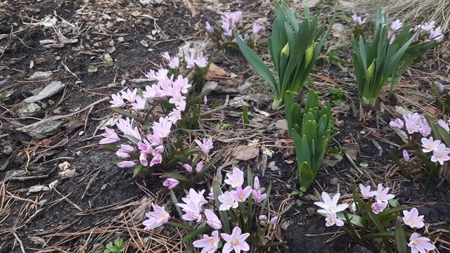 Анонс! смотреть онлайн