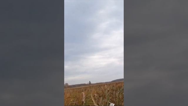 Охота на селезня с подхода #охота #hunting #оружие смотреть онлайн