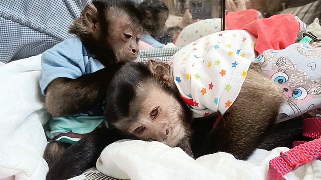 Девочки припевочки #обезьяна #животные #капуцин #babymonkey #animals #monkey #pets #zoo #babymonkey
