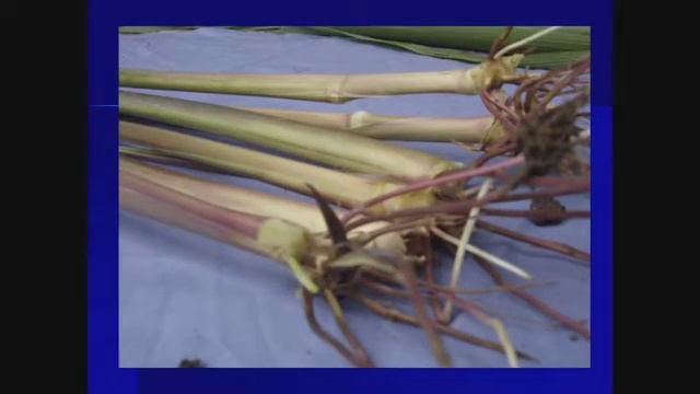 Forage production | Cambodian forage production | Field visiting farmer | ផលិតកម្មចំណីសត្វ смотреть онлайн