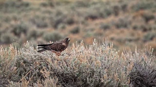 Всем доброго утра и хорошего дня! смотреть онлайн