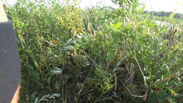 Супер открытие охоты с собакой 14 августа 2021 года смотреть онлайн