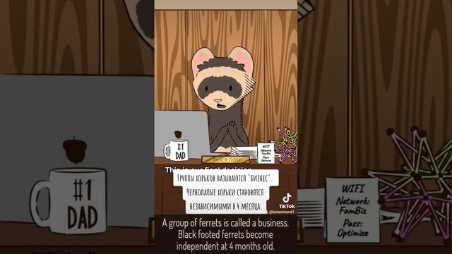 Natural Habitat Shorts на русском | Хорьки | ВалерьЯнка Project