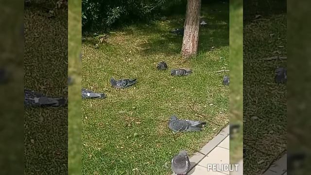 Альбинос Воробей