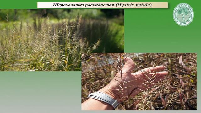 Тренды и мода на травянистые многолетники, современные подходы, новая эстетика современного цветника смотреть онлайн