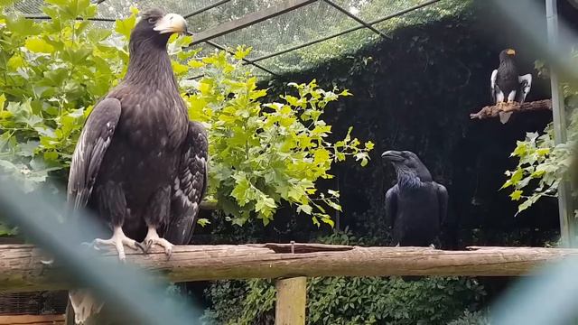 Common raven bullying a Steller's sea eagle смотреть онлайн