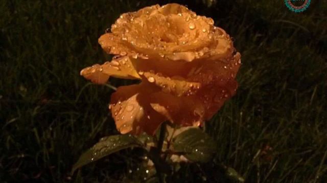 Газали Хело зебо худоё 2019 г.🥀🥀 смотреть онлайн