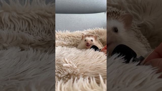 прикол смотреть онлайн