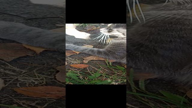 котик смотреть онлайн