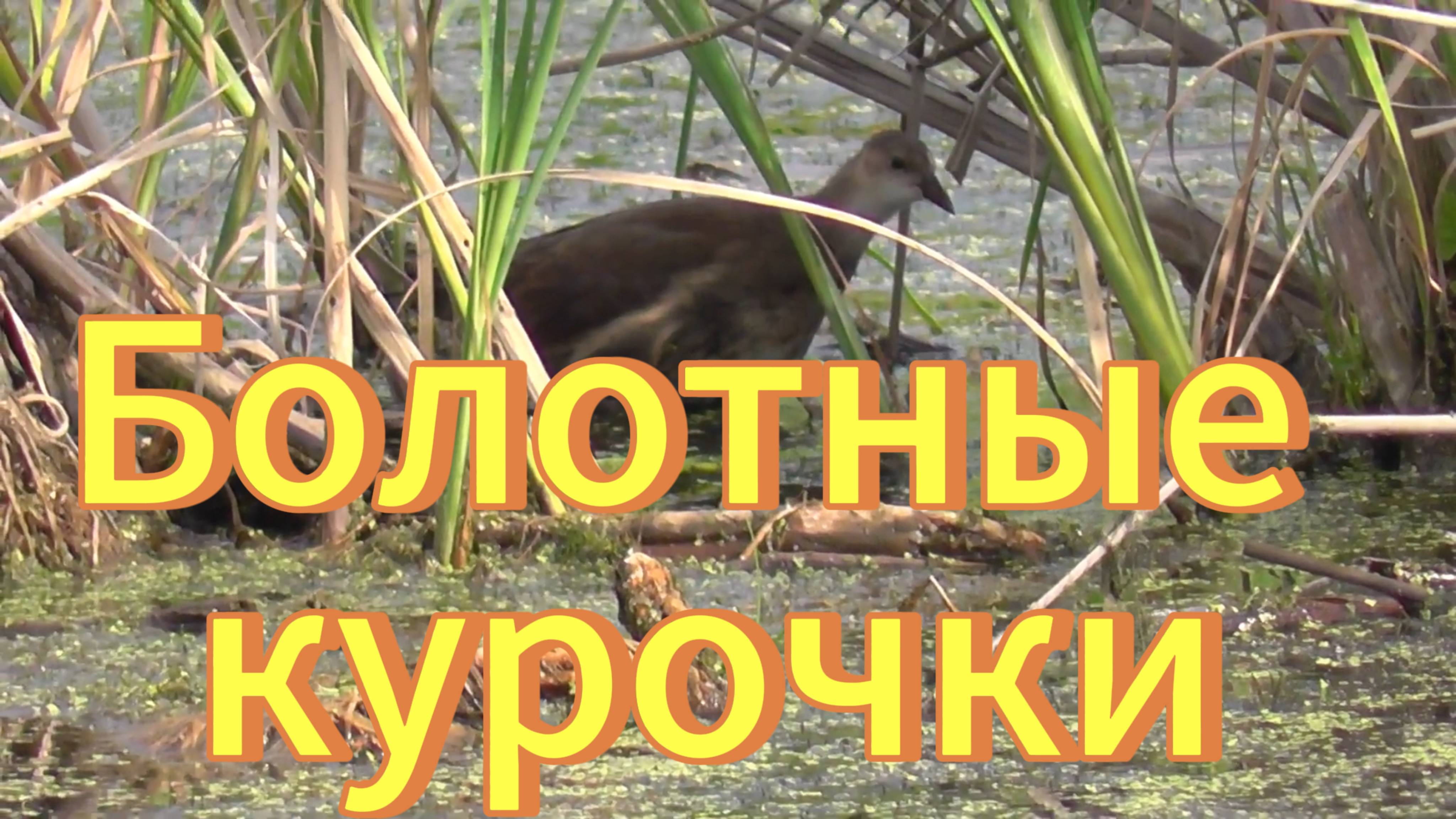 Камышница(Болотная курочка). Цыплята болотной курочки. Птицы Новосибирской области. смотреть онлайн