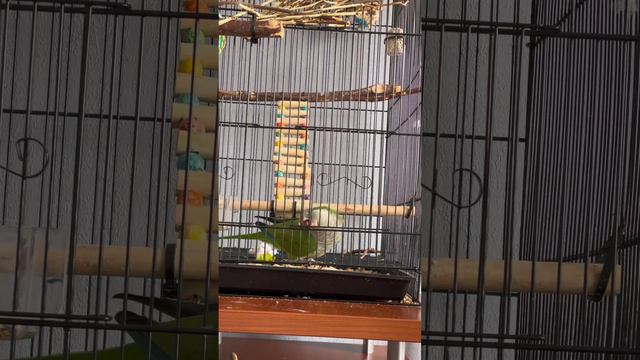 Свободу попугаям