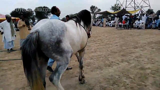 Hours dance Gousia Mehria kharal culab ustad rai Anvar kharal 03015562929 смотреть онлайн