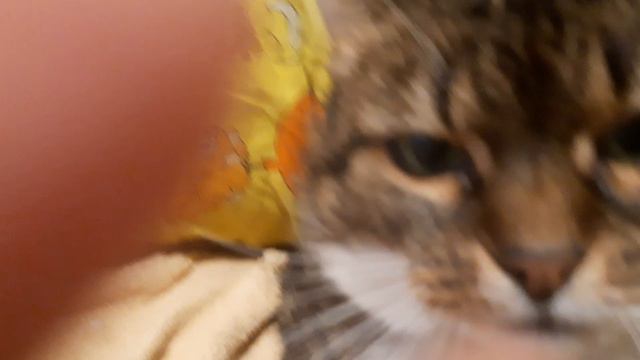 Муся смотреть онлайн