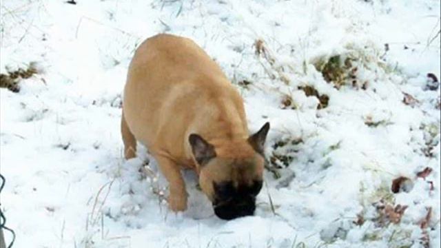 Winter-L'Hiver-Zima 2.wmv смотреть онлайн