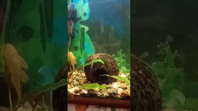 🐠прилипала. сомик.