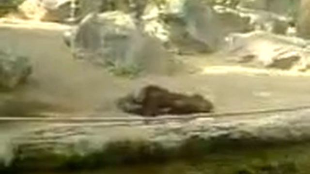 Hagenbeck Orang Utans смотреть онлайн