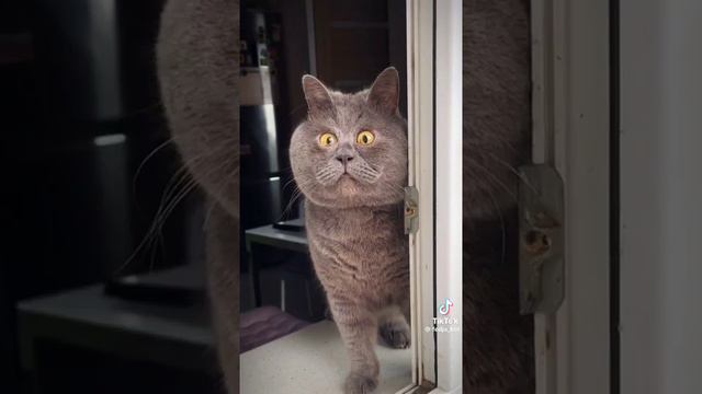 Смешной кот #shorts#alextanks
🤣🤣🤣 смотреть онлайн